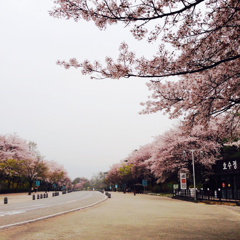 growth, cherry tree, road, amusement park, republic of korea, direction, beauty in nature, plant, nature, city, day, the way forward, transportation, flowering plant