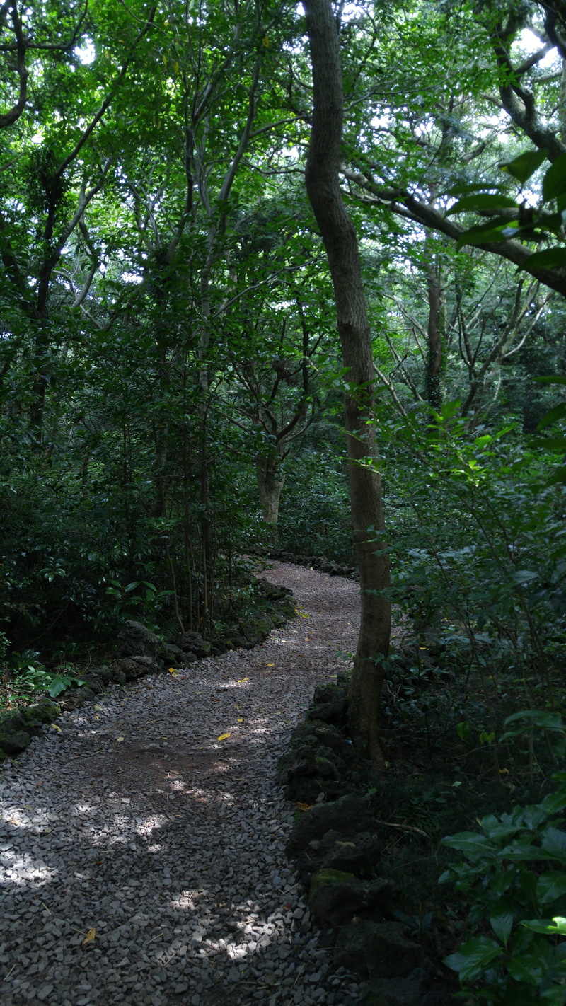 woodland, scenics - nature, the way forward, jeju, growth, tree, road, outdoors, 5K, no people, tranquility, trail, plant, green color, trunk, land, direction