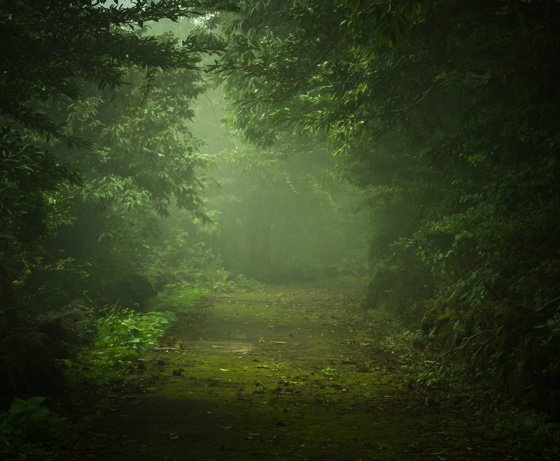 plant, tranquil scene, day, sunshine, trail, mysterious, green, green color, non-urban scene, gil, no people, light, forest, woodland, direction, growth