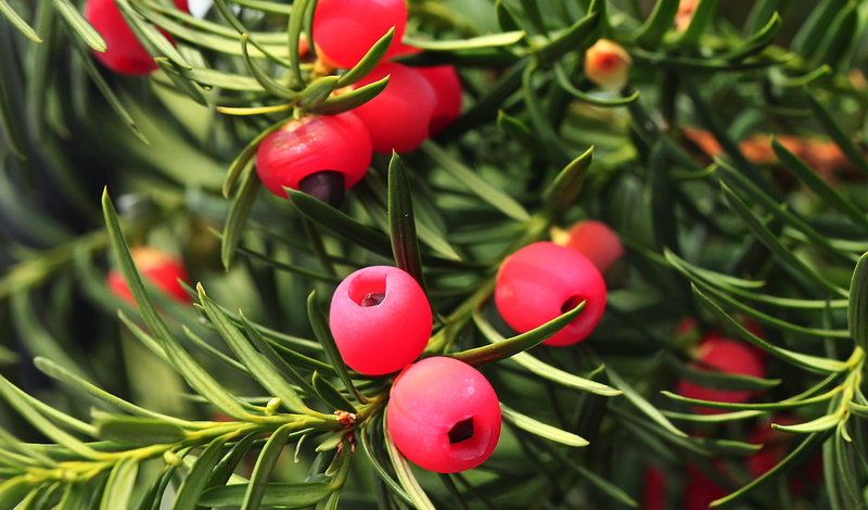 vegetable, nature, bush, tree, plant part, beauty in nature, leaf, gil, celebration, the fruit of a yew, red, ripe, growth, freshness, 4K, fruiting, fruit