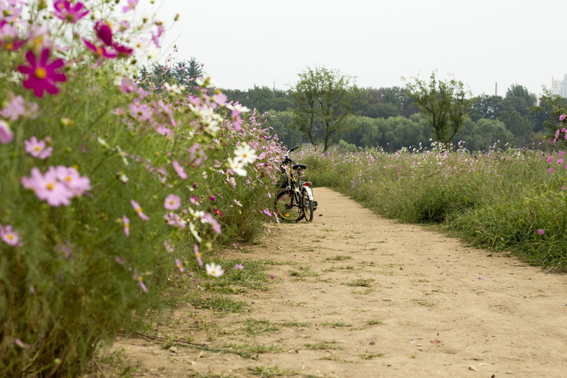 day, ride, 5K, bike, flower, land vehicle, gil, riding, growth, mode of transportation, transportation, road, one person, land, landscape, nature, rural scene