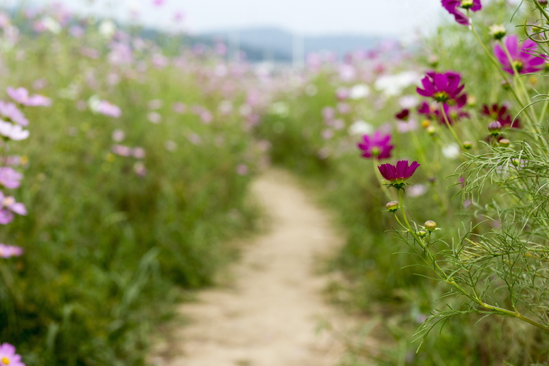beauty in nature, green color, springtime, summer, gardening, footpath, agriculture, flowering plant, selective focus, cosmos, garden, 5K, outdoors, pink color