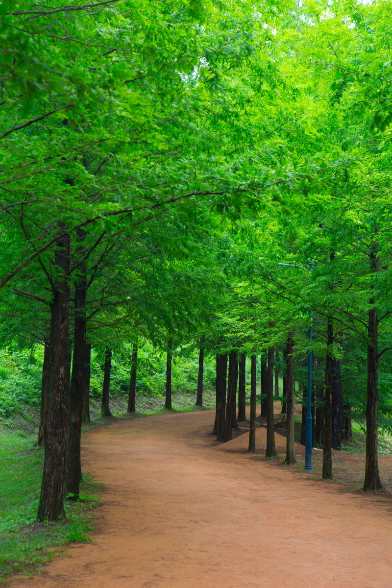 abstract, healing, green, travel, pause, scenics - nature, green color, treelined, tranquility, break, growth, wood, beauty in nature, trails, day, diminishing perspective