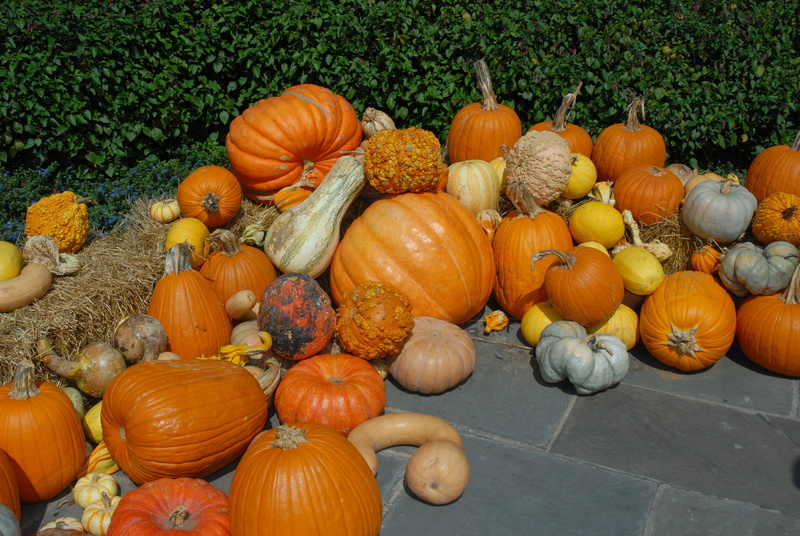 freshness, mums, food, vegetable, orange, food and drink, wellbeing, high angle view, variation, 4K, october, seasonal, outdoor, healthy eating, pumpkin patch