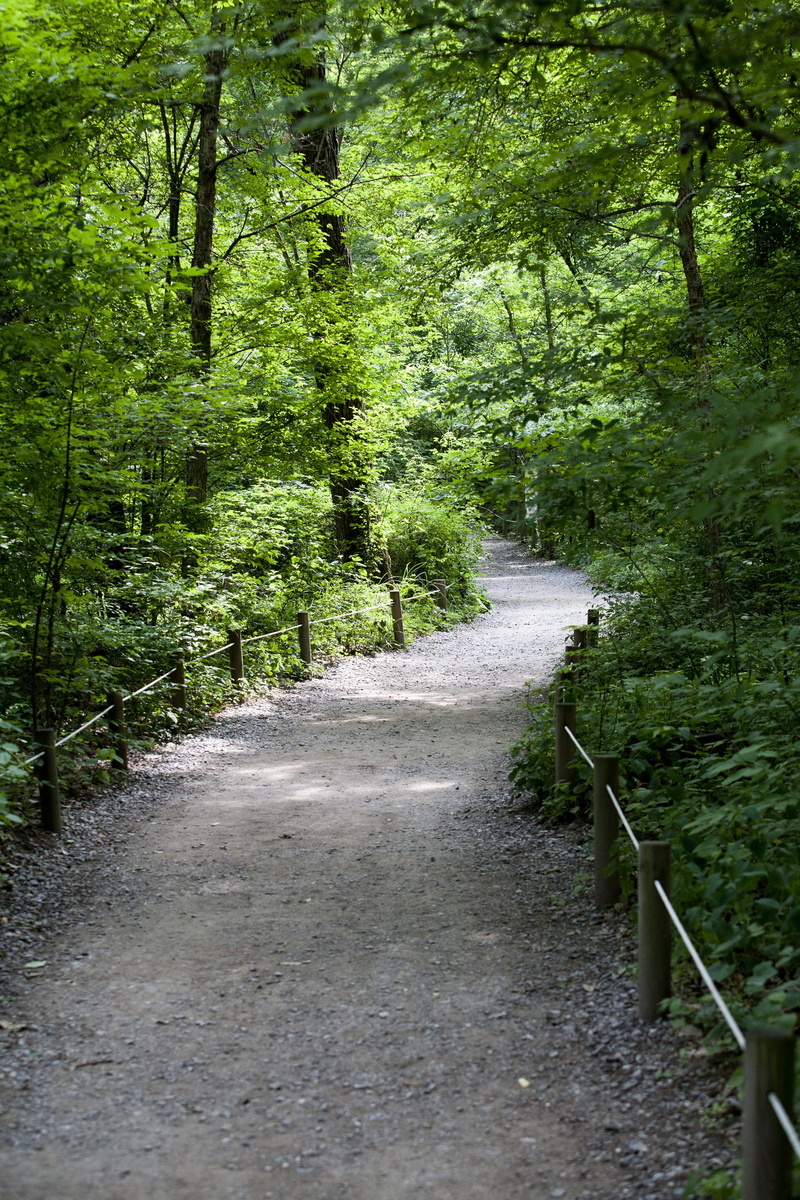 4K, gil, land, Forest Road, pathways, woodland, trail, direction, summer, trees, tranquil scene, long, tranquility, Break, transportation, plant, pause