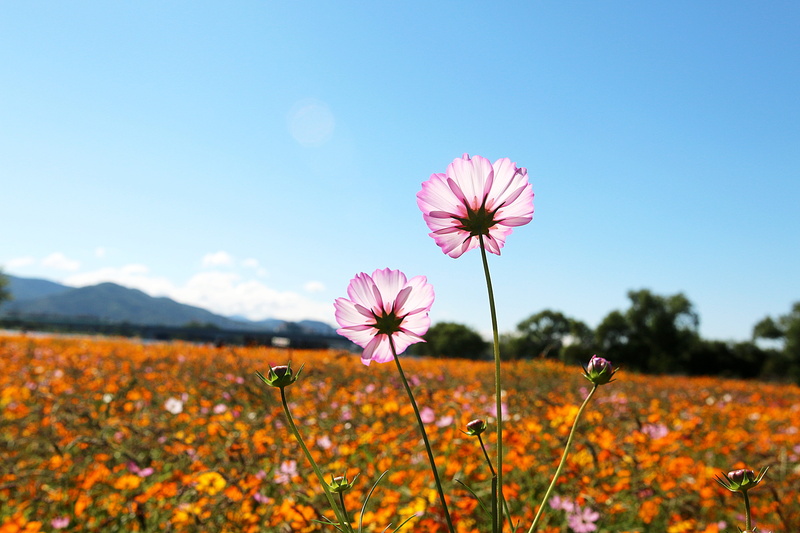 outdoors, flower head, wabu, plant, yellow, springtime, no people, flowering plant, focus on foreground, vulnerability, pink, flower, cosmos field, flowers
