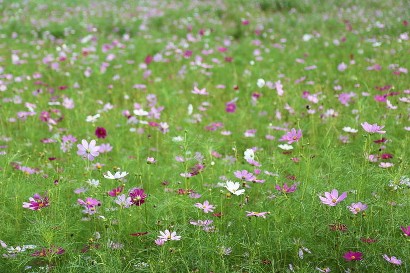 white, autumn, flowering plant, gil, grass, backgrounds, sky park, sky, petaled, land, pink, petal, outdoors, freshness, feel, green color, pink color