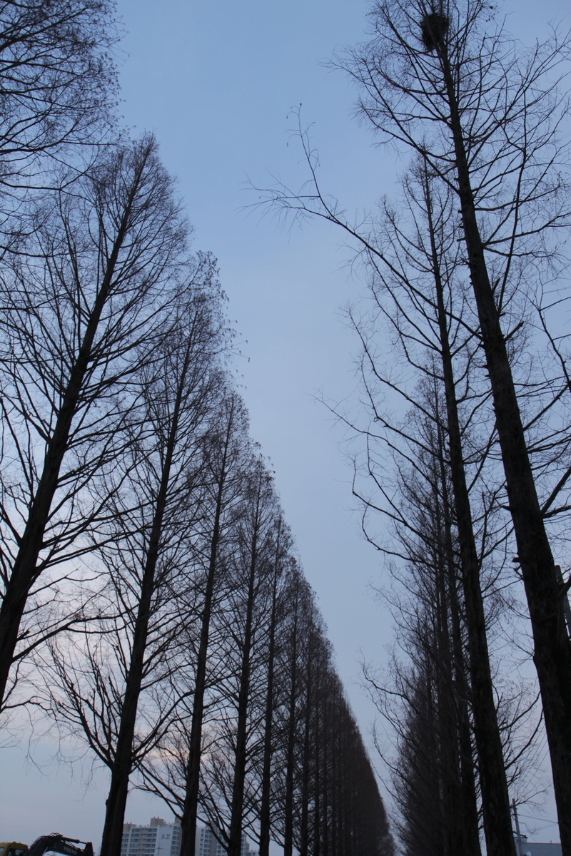 tree, tree trunk, low angle view, beauty in nature, winter, scenics - nature, outdoors, tree canopy, silhouette, gil, trunk, plant, sky, forest, tall - high
