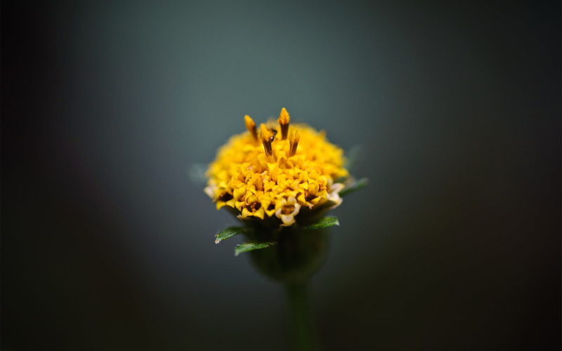 marigolds, growth, beauty in nature, black background, flower, close-up, macro, studio shot, freshness, 1080P, plant, plants, nature, copy space, flower head