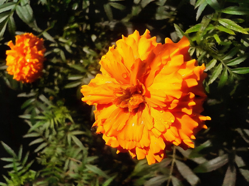 focus on foreground, petal, marigolds, pollen, growth, park, close-up, flower, orange color, flowers, day, nature, flower head, orange, 2K, inflorescence