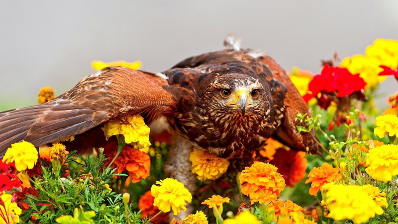 vulnerability, vertebrate, day, marigolds, flower head, bird, flowers, eagle, flowering plant, nature, plant, beauty in nature, birds, flower, animals in the wild