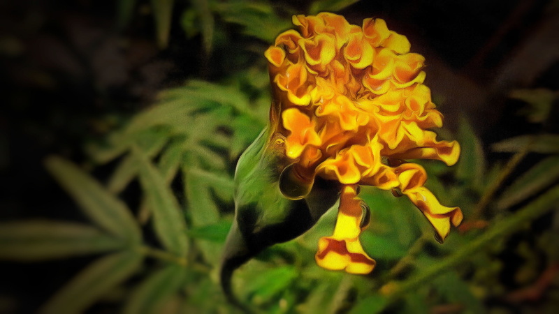 flowering plant, 2K, flower, flower head, growth, flowers, fragility, vulnerability, beauty in nature, outdoors, inflorescence, day, freshness, no people