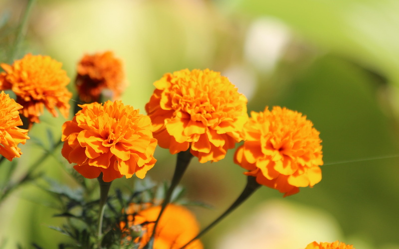 yellow, orange, Nature, marigold, flowers, 2K