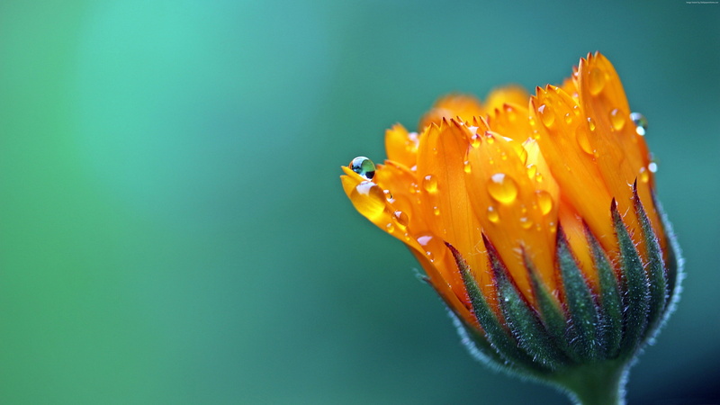 5K, macro, 5k, 4k, drop, Flower, Сalendula Marigold