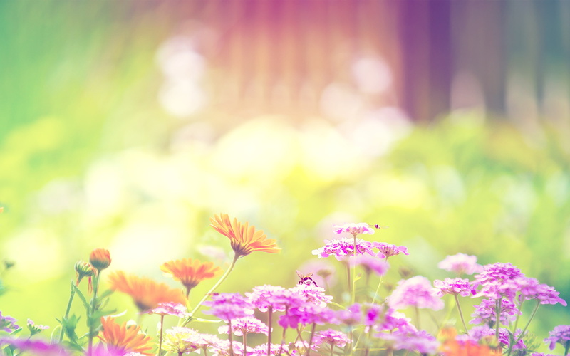 petaled, lilac, 2K, field, orange, pink, hd, flower, flowers, purple, marigold