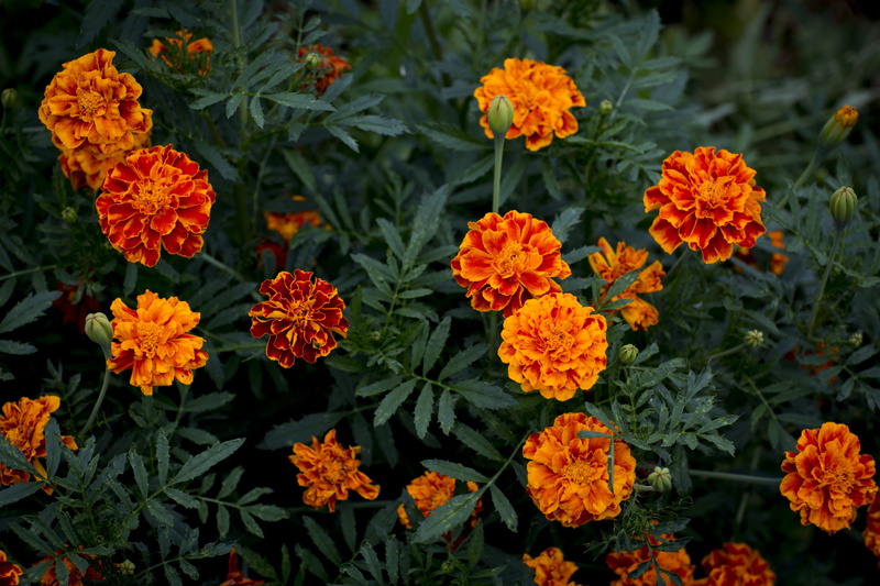 flower, flower head, freshness, fragility, growth, green color, summer, orange color, plant part, flowering plant, no people, orange plant, day, garden