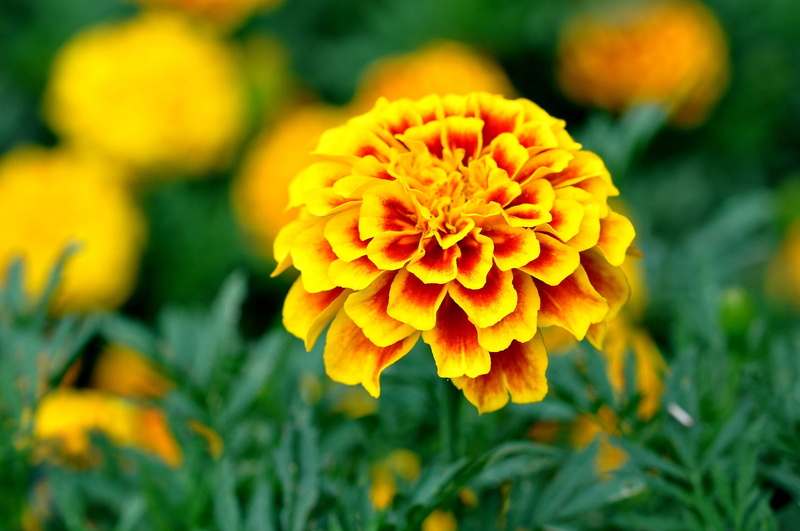 marigold, 1080P