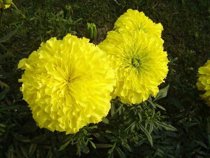 1920x1440, genda, 1080P, flower, marigold
