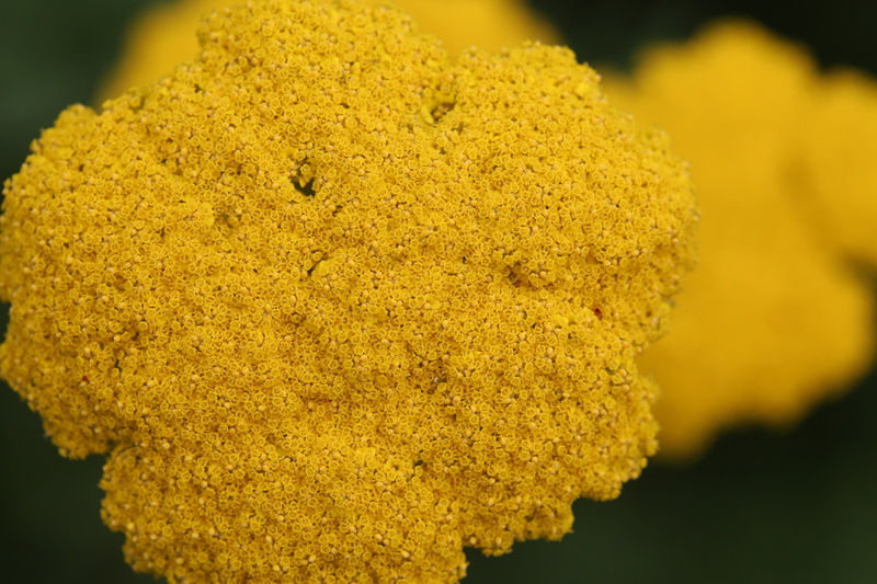 macro, freshness, fragility, day, food and drink, vulnerability, marigold, selective focus, plant, beauty in nature, lichen, abstract, growth, flowering plant