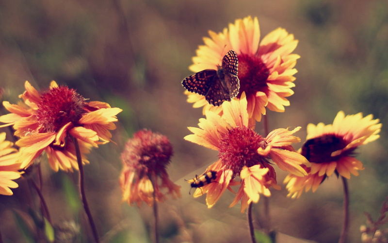 Marigolds, Flowers, Butterfly, 2K, Hot, Summer