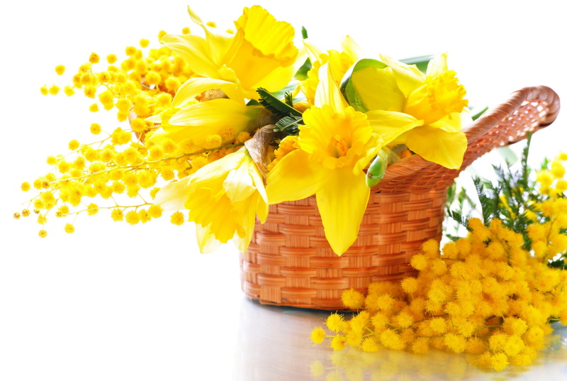 gift, plant, mimosa, summer, blossom, isolated, flowers, white background, petal, petaled, brown, flower Head, multi Colored, marigold, flower, bunch of flowers