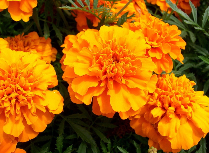 vulnerability, red, flower, yellow, colors, fragility, inflorescence, vibrant Color, green Color, season, focus on foreground, marigold, blossom, botany