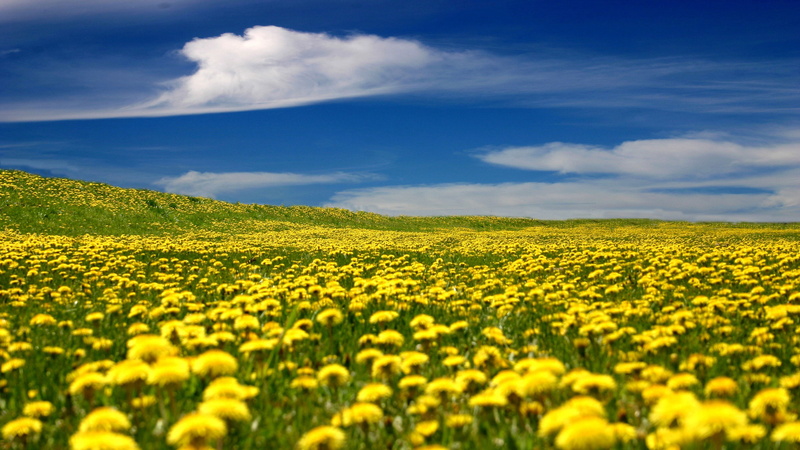 oilseed rape, flower, flowering plant, environment, farm, plant, beauty in nature, fields, outdoors, tranquility, tranquil scene, field, land