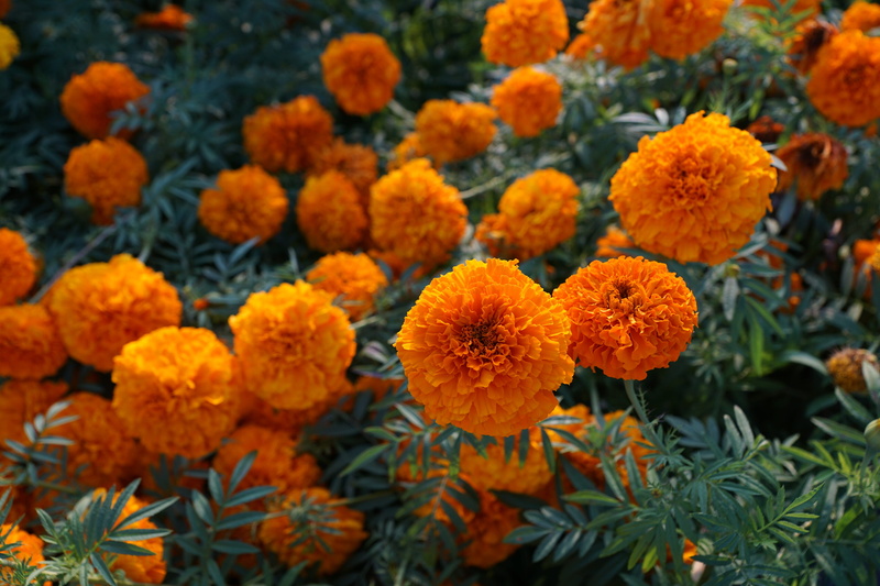 close, beautiful, orange, aroma, food, flowerbed, freshness, flowering plant, close-up, nature, 5K, fragility, inflorescence, beauty, active substance