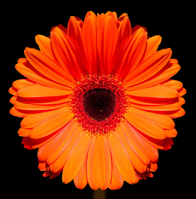 fragility, blossom, marigold, bloom, close up, gerbera, beauty in nature, orange color, nature, growth, freshness, petal, red, black background, studio shot