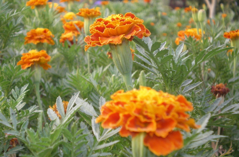 flowers, 1080P, nature, 3d and abstract, marigold