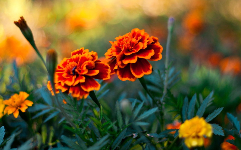 1080P, marigold, red, pair, orange, flower