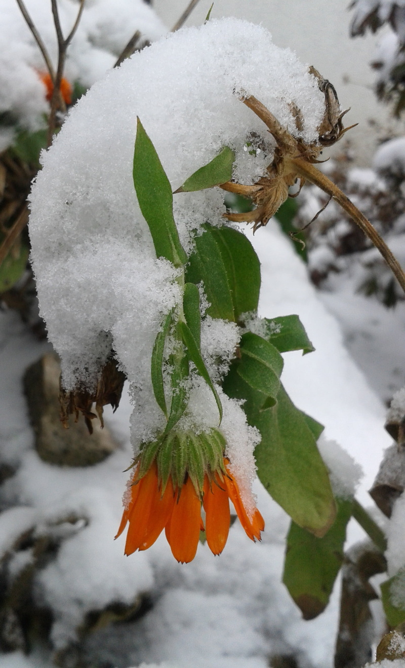 outdoors, growth, 1080P, no people, marigold, leaf, focus on foreground, snow, flower, extreme weather, close-up, nature, winter, covering, snowy, tranquility