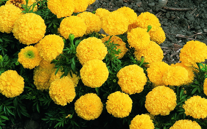 marigold, yellow, flowes, 2K