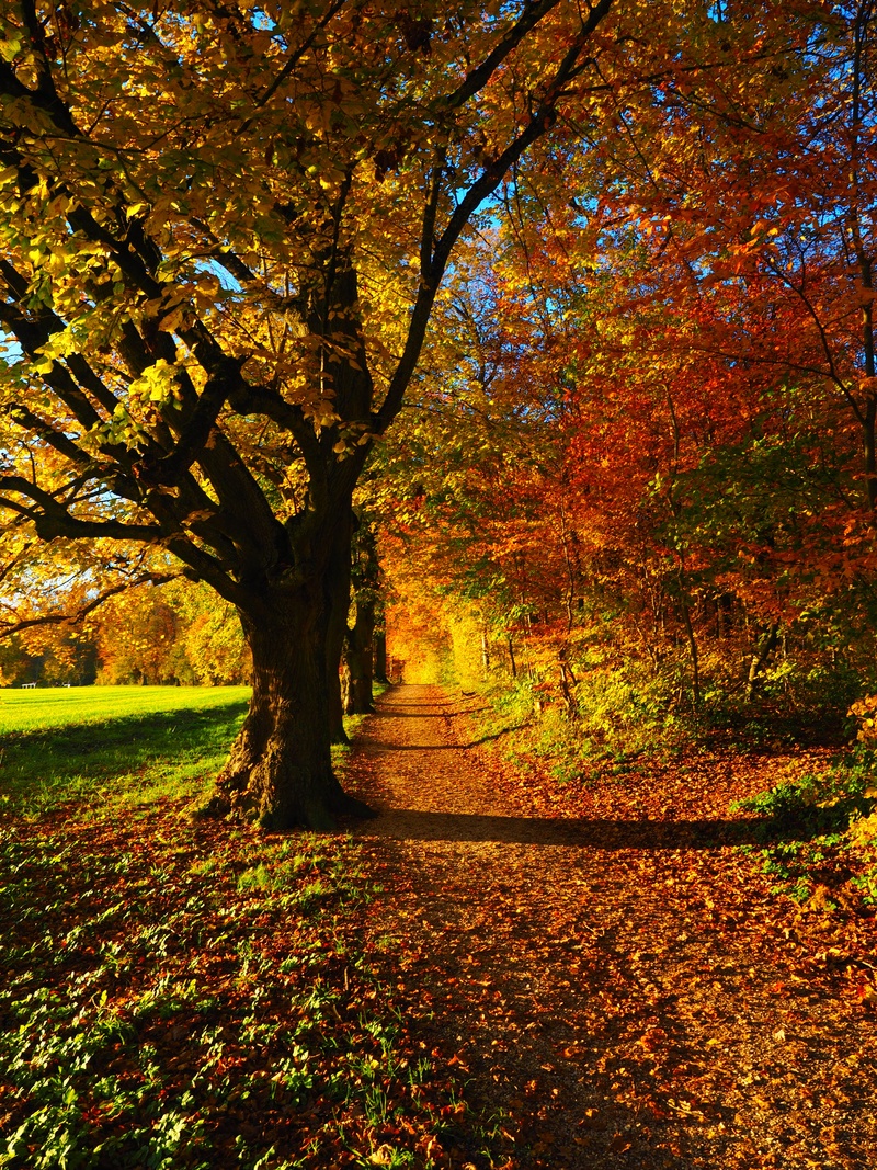 photo, branch, back light, leafed, no people, höhenweg, day, panorama trail, leaves, 4K, land, forest path, green, sunny, ulmer höhenweg, tree, leaf, footpath