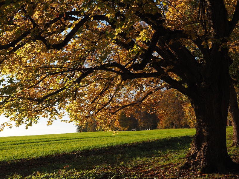 outdoors, leafed, yellow, brown, green, forest, tree, promenade, forest trail, day, sky, stone linde, stone lime tree, lime plant, colorful, leaf, change