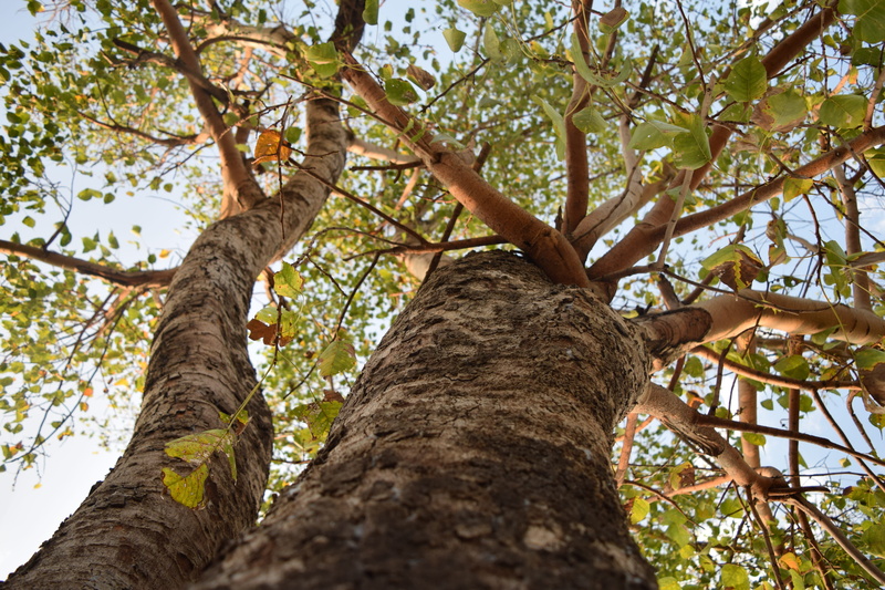 beauty in nature, land, forest, flora, tree canopy, green Color, day, fall, outdoor, environment, tree Trunk, plant, sunlight, garden, red, directly below
