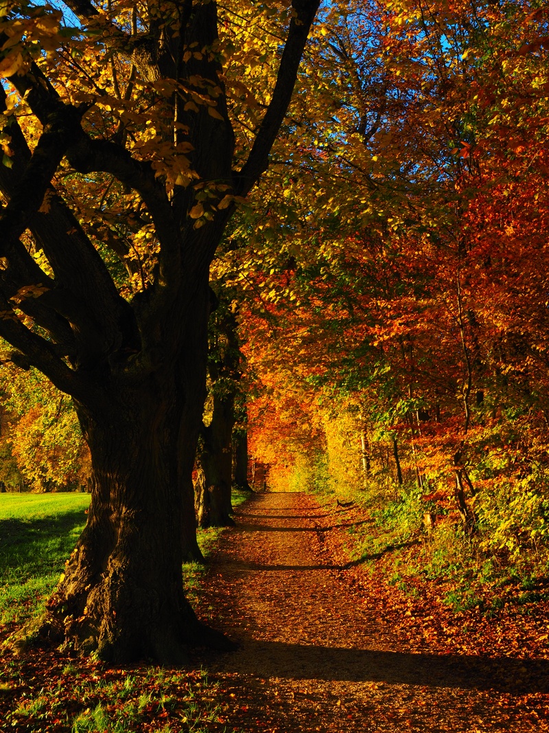 green, tree trunk, sunny, promenade, mallow, meadow, tribe, edge of the woods, sunlight, tranquility, season, fall foliage, gold Colored, leaf, tilia, no people