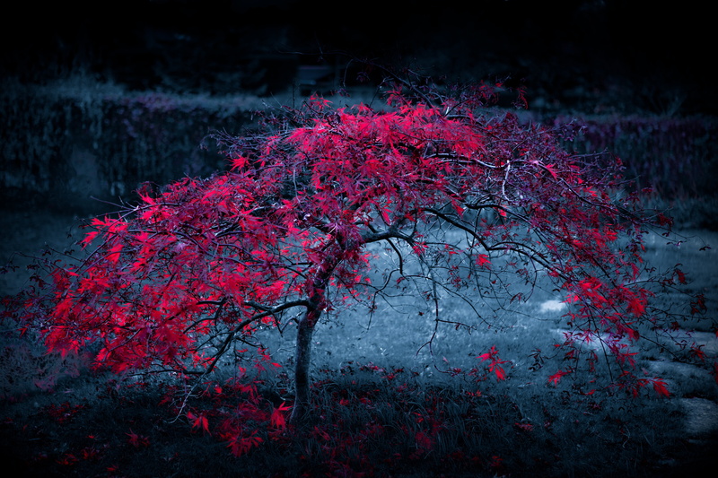 Purple, autumn, tree, fogl, eaves, 5K