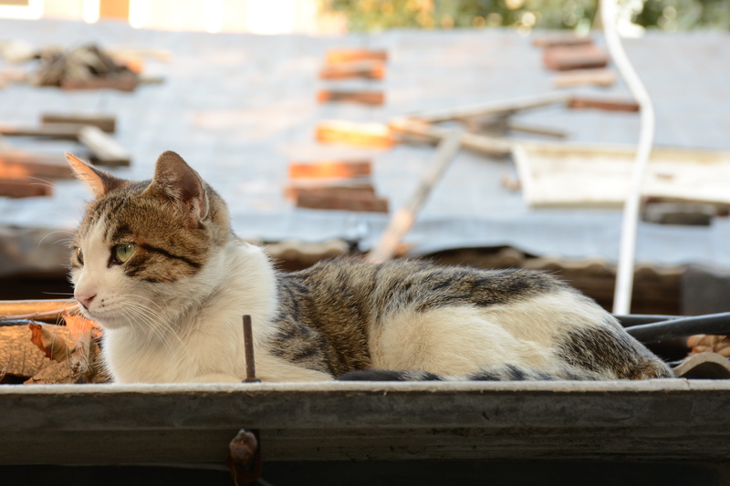 cat, domestic animals, pets, domestic, taste, close-up, no people, eaves, life, animal themes, whisker, vertebrate, nature, tabby cat, relaxation, roof