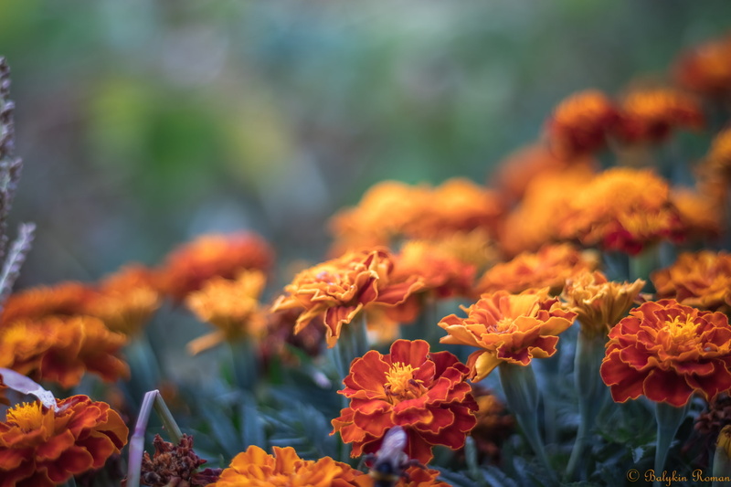1080P, Orange Flower, Flower, Marigold, Flowers