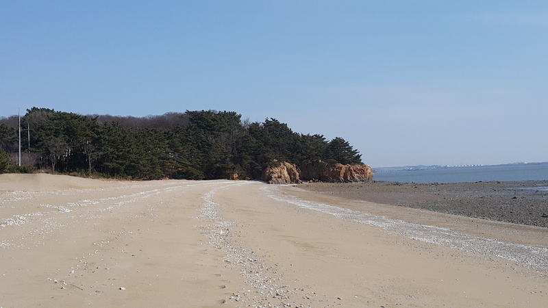 tree, nature, coastline, sand, coniferous tree, west coast, plant, korea, scenics - nature, land, landscape, 5K, water, west-sea, beauty in nature, animal wildlife