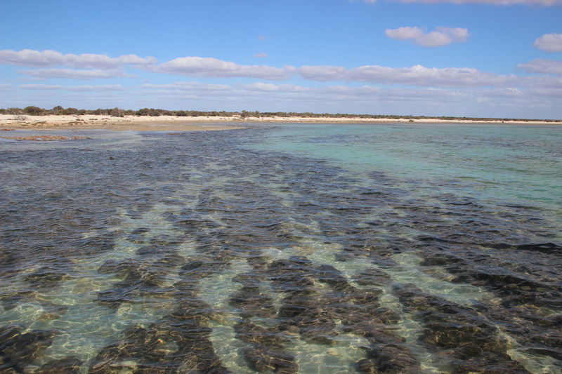 travel, non-urban scene, sand, shark bay, beauty in nature, australia, 5K, scenics - nature, nature, tranquility, stromatolites, lagoon, land, tranquil scene