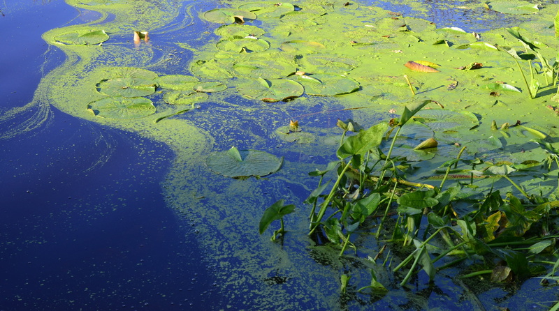 algae, 4K, water, plant part, outdoors, pond, wet, day, environment, reflection, nature, lily, sea, floating, swamp, wetland, plant, leaf, beauty in nature