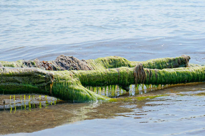 nature, sea, seaweed, tranquil scene, no people, water, beach, day, scenics - nature, algae, tranquility, plant, waterfront, beauty in nature, outdoors