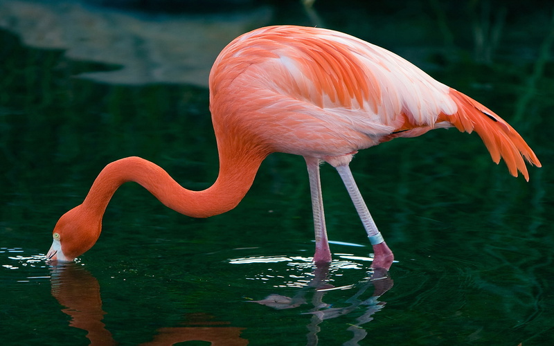 mollusks, small, insects, red, fish, crustaceans, algae, pink, forms, diet, larval, 2K, blue, flamingo, green, diatoms, adult