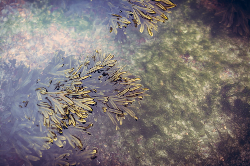 green, undersea, botanical, animal themes, environment, outdoors, invertebrate, botany, blue, alga, group of animals, natural, purity, no people, aquarium