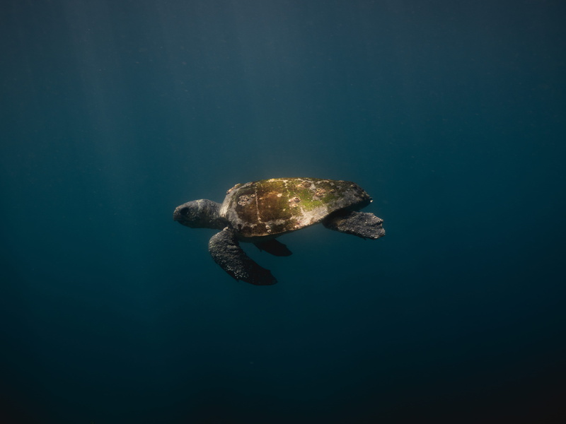 sea life, swimming, nature, sea, 4K, diving, underwater, reptile, sea turtle, swim, green, minimal, water, one animal, algae, ocean, deep, marine life