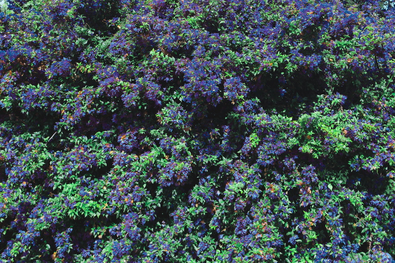 algae, day, blue, banister, animal, green, hedge, slope, lavender, fence, green color, outdoors, waterfowl, full frame, vulnerability, vegetation, nature