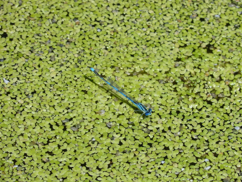 growth, Blue, still life, algae, Dragonfly, directly above, high angle view, day, plant, nature, abundance, water, cyathigerum, 2K, golf course, aquatic vegetation