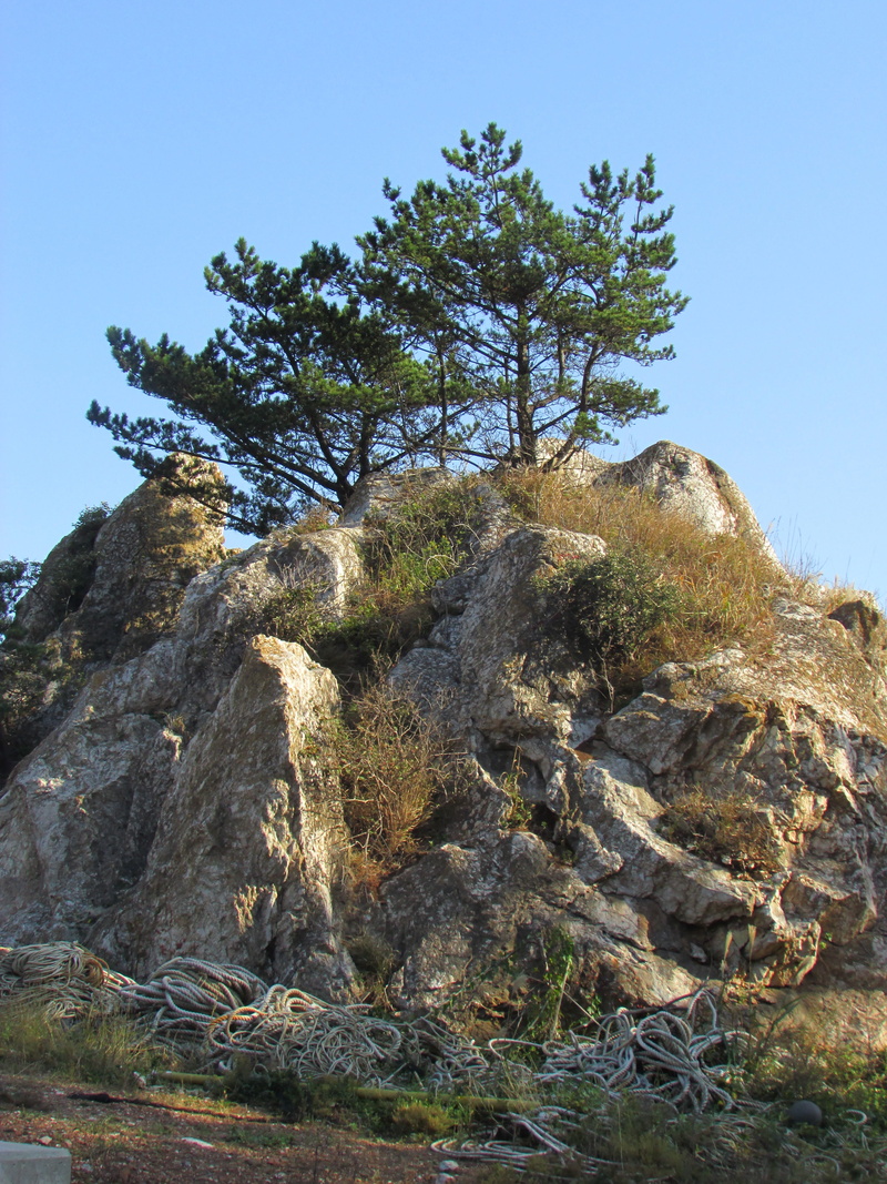 rock, growth, clear sky, eroded, incheon, day, outdoors, nature, land, small global, tranquility, sky, sea pines, no people, landscape, beauty in nature